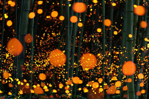culturenlifestyle: Gold Fireflies Dance Through Japanese Enchanted Forest in the Summer of 2016 An a