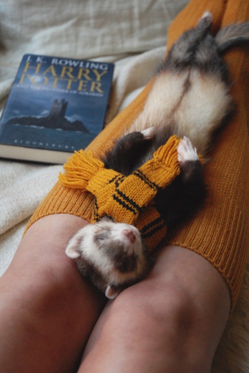 the-book-ferret:It’s a good day for reading and naps…