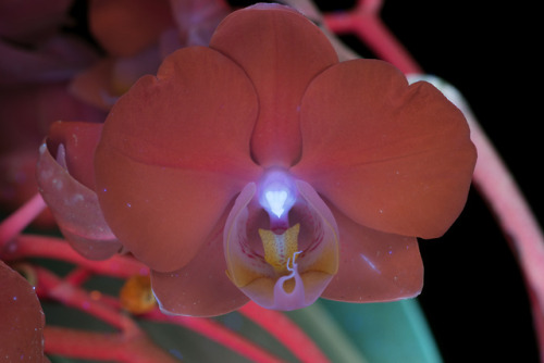 conspectusargosy:A fairly conventional Phalaenopsis orchid in UVIVF and traditional light.Almost eve