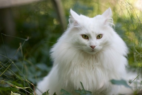 drdandy:  damilyn:  eustaciavye77:   NORWEGIAN FOREST CATS  MAJESTY INCARNATE IN CAT FORM  is this warrior cats   The fluffiest 