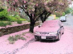 Cherry Blossoms Attack!