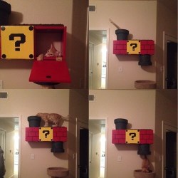 memator:This Cat Climber Definitely Deserves a 1up  http://ift.tt/1ca2em9