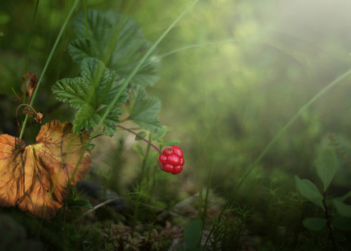 Cloudberry, Lycksele. Sweden. 