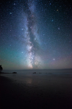 etherealvistas:  New Beginnings - Olympic National Park, Washington (USA) by   Dave MorrowWebsite ||  Facebook || Blog  