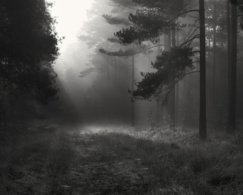 darkface:New Forest trees (by milouvision)