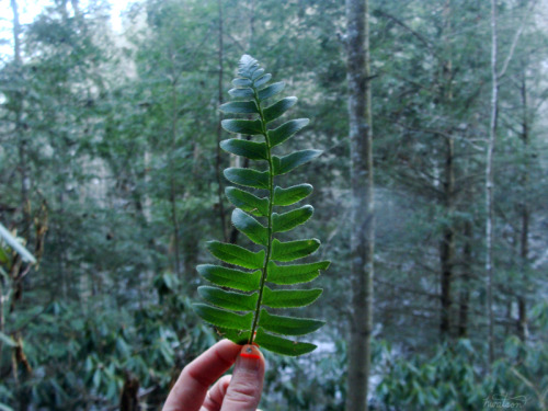 frolicingintheforest:Evergreens (: