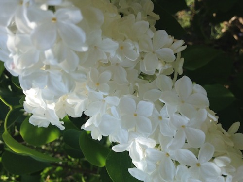 The legacy of lilacs.These are for you.get more goodness, join me here.