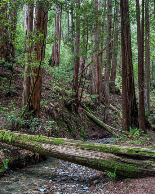 dmoscollective: wanderthewood: Fern Creek, Mount Tamalpais State Park, California by Kirk Lougheed W