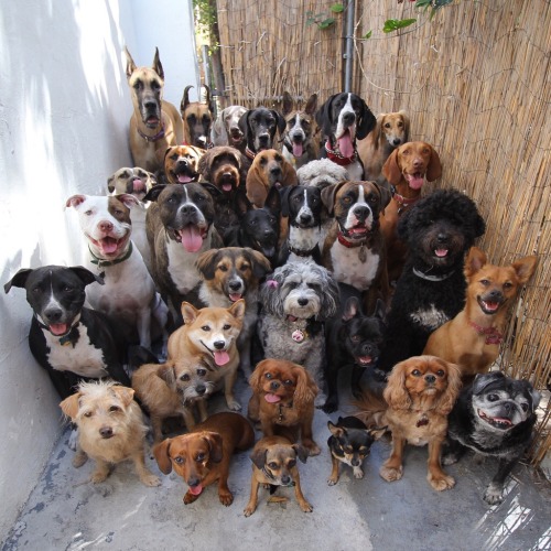 animal-factbook:  This is a group photo from the Animal Boys and Girls Club. This youth organization spans across the United States, gathering dogs and cats of different genders and age to play together and share secrets of their owners.