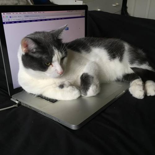 Apparently I can’t work on that computer. #catsofinstagram