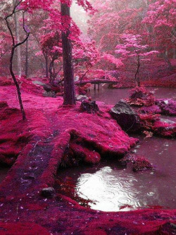 sixpenceee:  The garden of Saiho Ji in Kyoto,