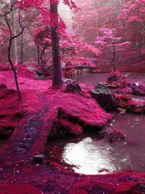 Porn Pics sixpenceee:  The garden of Saiho Ji in Kyoto,