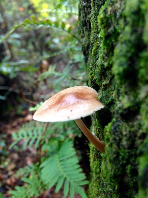 From the bark of a living tree.