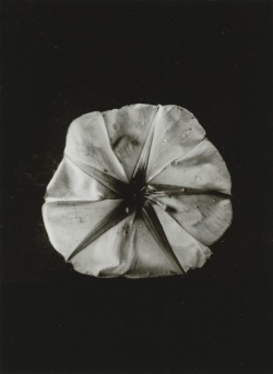 zzzze:  Dorothy Norman, Moonflower, Woods Hole,1936 [top view of flower, black background] gelatin silver print.