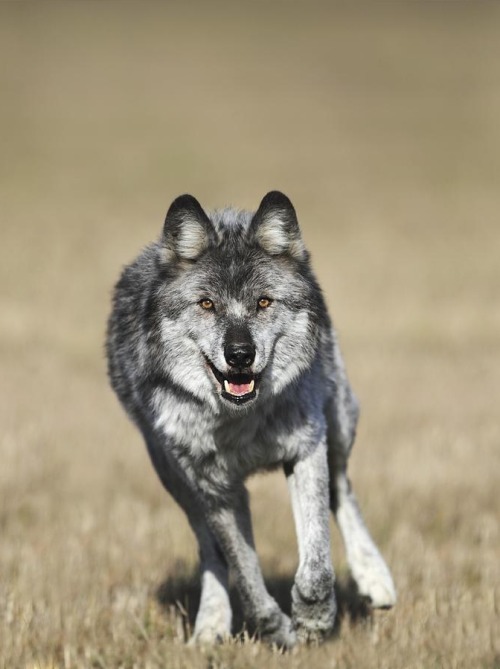 beautiful-wildlife:  Running Free by Richard Wear 
