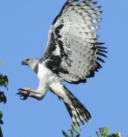 So perfect, ugh Seriously, i don&rsquo;t have words for even a vague approximation of how much birds of prey like harpy eagles make my brain swirl up into a tight wad of appreciative feels Looook at this ;___; Those talons, UGHGHUGHGHGH i can&rsquo;t