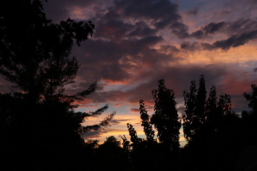 luhvers:My photo - i love tree silhouettes 