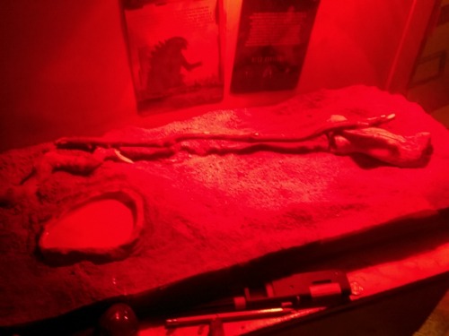 vivivihrea:  just finished cleaning lucifer’s tank! hes all happy now that he has proper substrate, and he’s just chilling in the corner right now. vuv