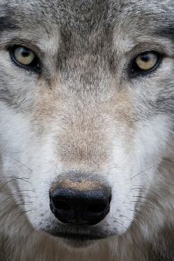 wolveswolves:  Canadian timber wolf (Canis lupus occidentalis) at Parc Omega Nature Preserve, Canada Picture by Rudy Pohl 