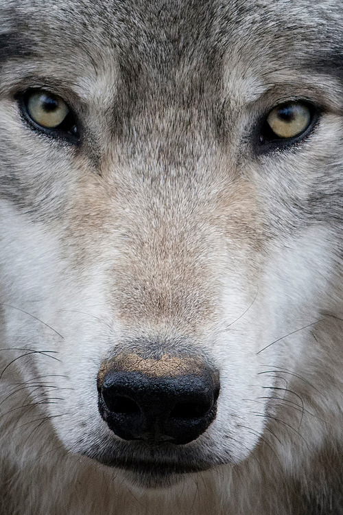 Porn photo wolveswolves:  Canadian timber wolf (Canis