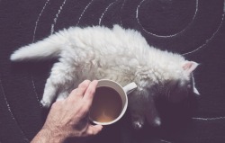 Super-Amy18:  Good Morning Beautiful People ~  That Cat Has The Right Idea