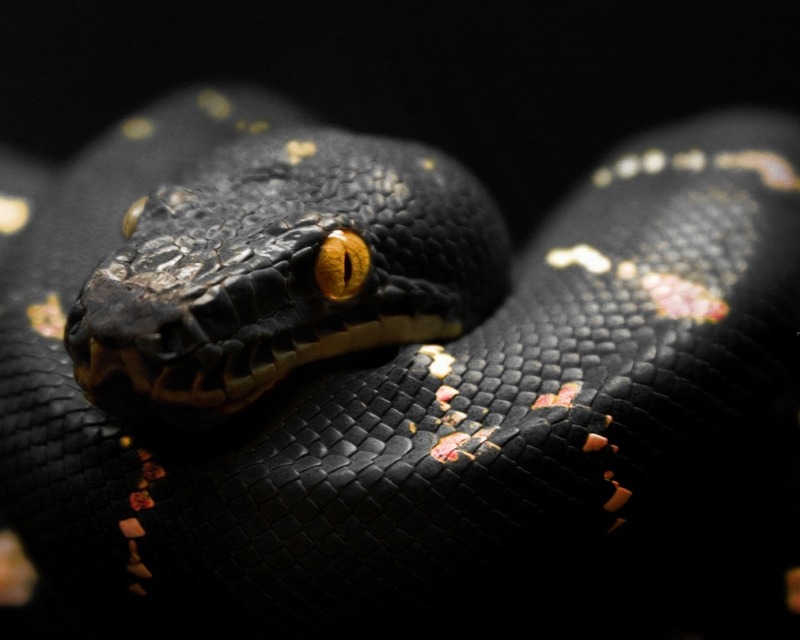 Florida black snake with yellow stripe