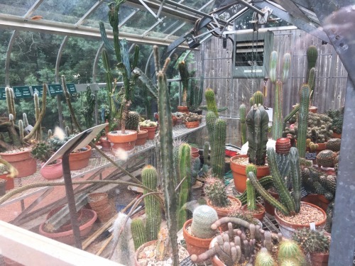 cactguy:  Greenhouse / Fort Worth Botanic Garden