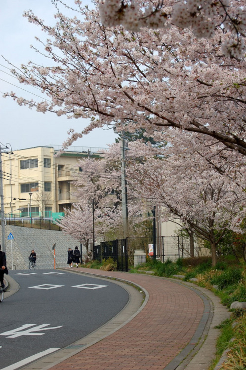 20090408 075558 飯山満の桜 By : 鈴木 宏一