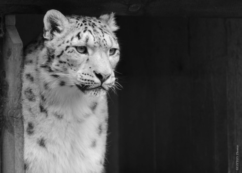 Un jolie visite au Parc des Félins.