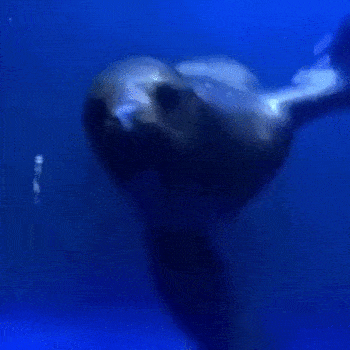 writerman-js:  (via 水族館でいつも愛らしい姿を見せてくれるアシカさん。野性が出ちゃうと実はこわい((((；ﾟДﾟ))))：ぁゃιぃ(*ﾟーﾟ)NEWS 2nd) 
