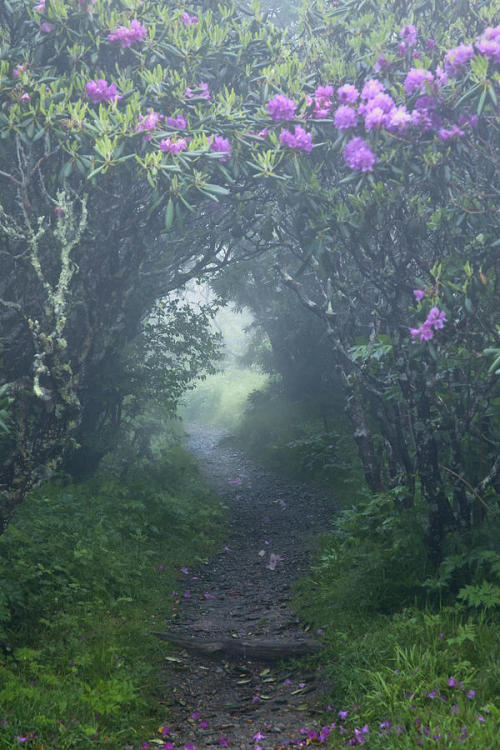 silvaris:  Fairy Path by Rob Travis