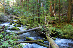 bright-witch:  Forest Haven, photography by me. At the end of the trail, I found a gravesite for a lost loved one. 