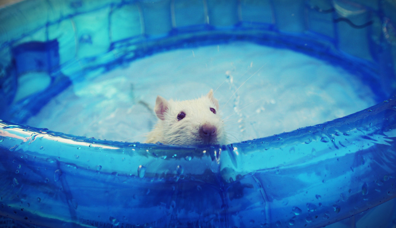rattiemad:  Bálin enjoys water :) 