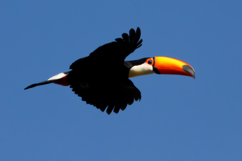 brazilwonders:Tucano-toco (Ramphastos toco) (by Zé Edu)