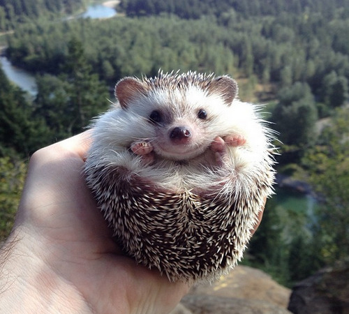 letsmakeloaf:  wonderous-world:  Biddy is a 2-year old male African Pygmy hedgehog who goes on amazing adventures with the help of his people parents Thomas and Toni. He goes all over the place and if you want to see more of him and his travels check