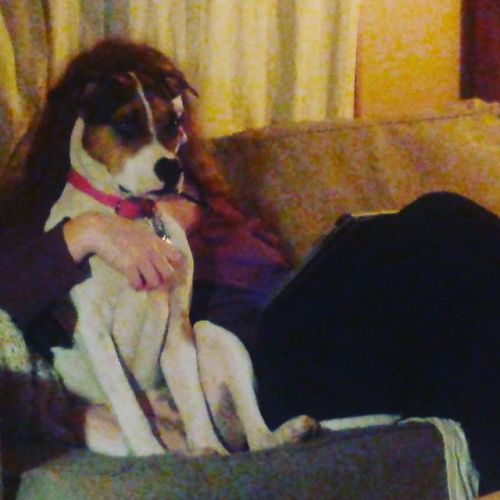 Serious cuddles #beagle #pitbull #beaglesofinstagram #pitbullsofinstagram