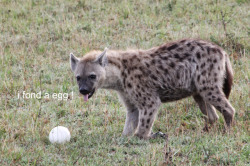 nibhaaz: hyena love egg :D BIg bbys