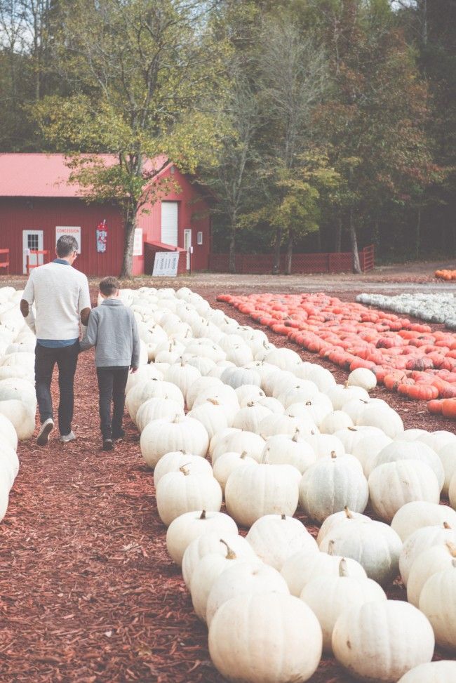 simply-divine-creation:
“ The Great Pumpkin :: Burts Pumpkin Farm » Traveling Mama
”