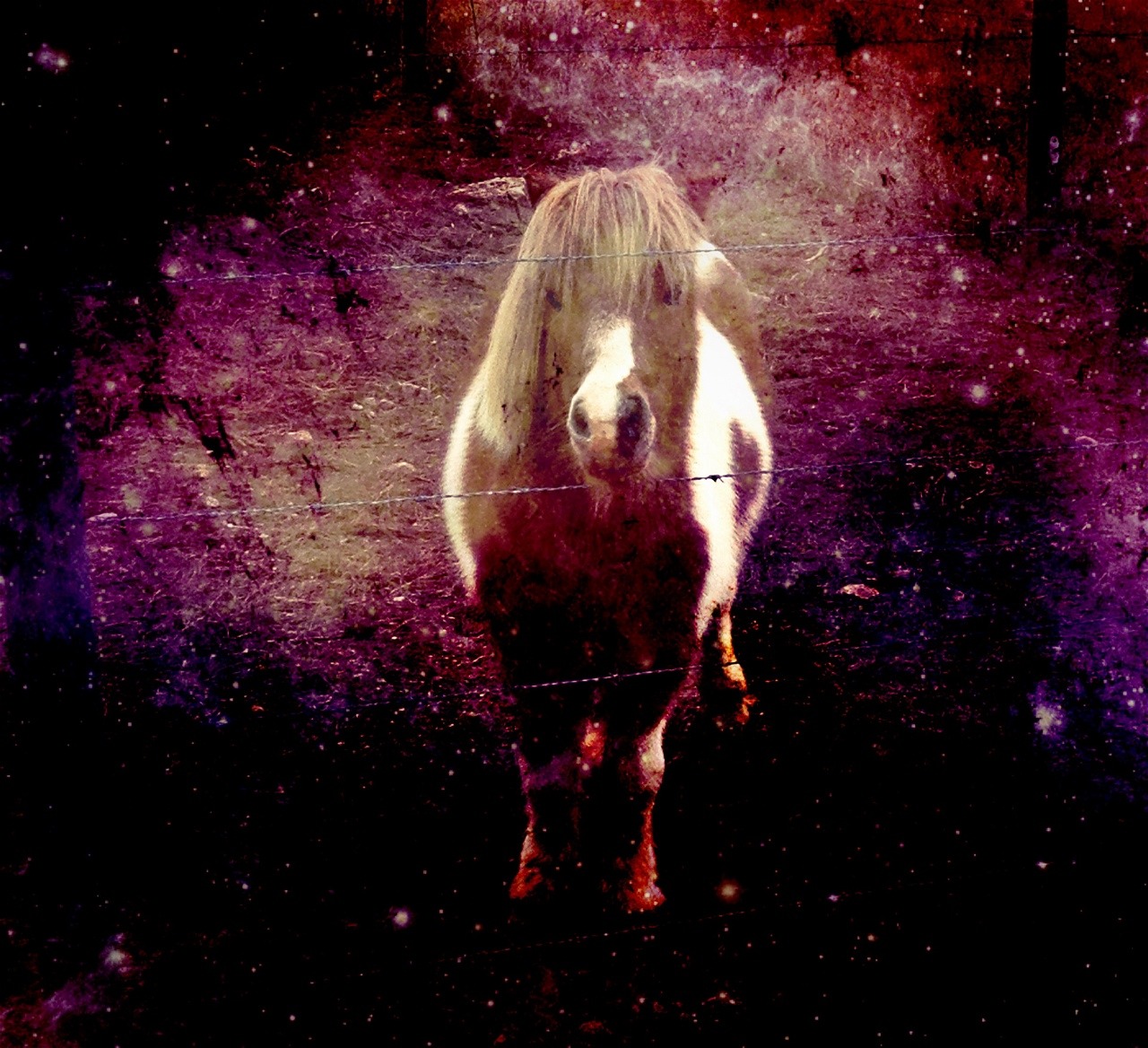 adorlng-fan:  I took a picture of my friends pony and edited the picture to look