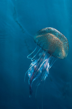 predati0n:  Jellyfish on Blue by William