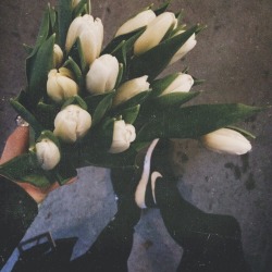 christiescloset:It’s Friday so get tulips