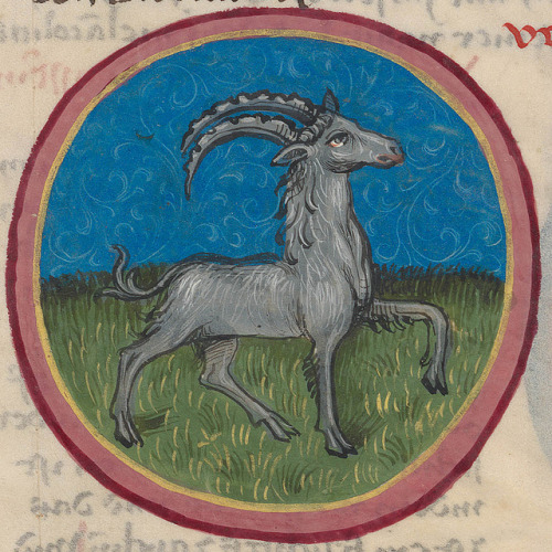 Zodiac sign of CAPRICORN in a 15th century manuscript on Flickr. The zodiac sign of CAPRICORN is ass