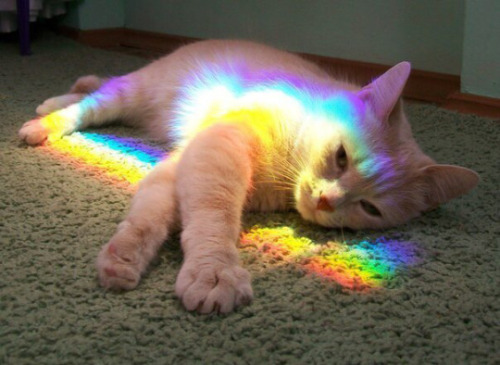 a gay cat