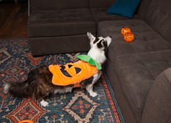 stormycorgis:  The boys are ready for Halloween. 