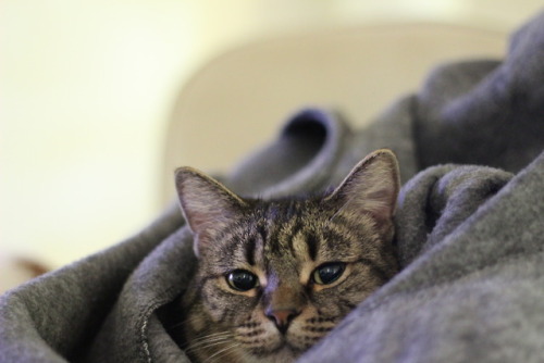 hustlemeanokay:My cat was being insanely cute the other day, wrapping herself up in a blanket and ev