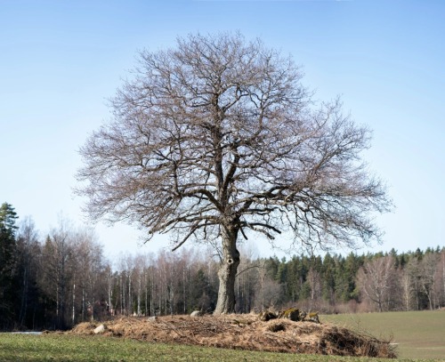  “One Tree Four Seasons,” Nykvarn, Sweden,collaborative work between the Swedish architect/artist 