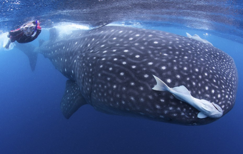 Porn  awkwardsituationist:photos by shawn heinrichs photos