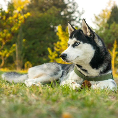 Lucky, 1-year-old Siberian Husky, Digomi Park • ლაქი, 1 წლის, ციმბირული ჰასკი, დიღმის ტყე პარკი