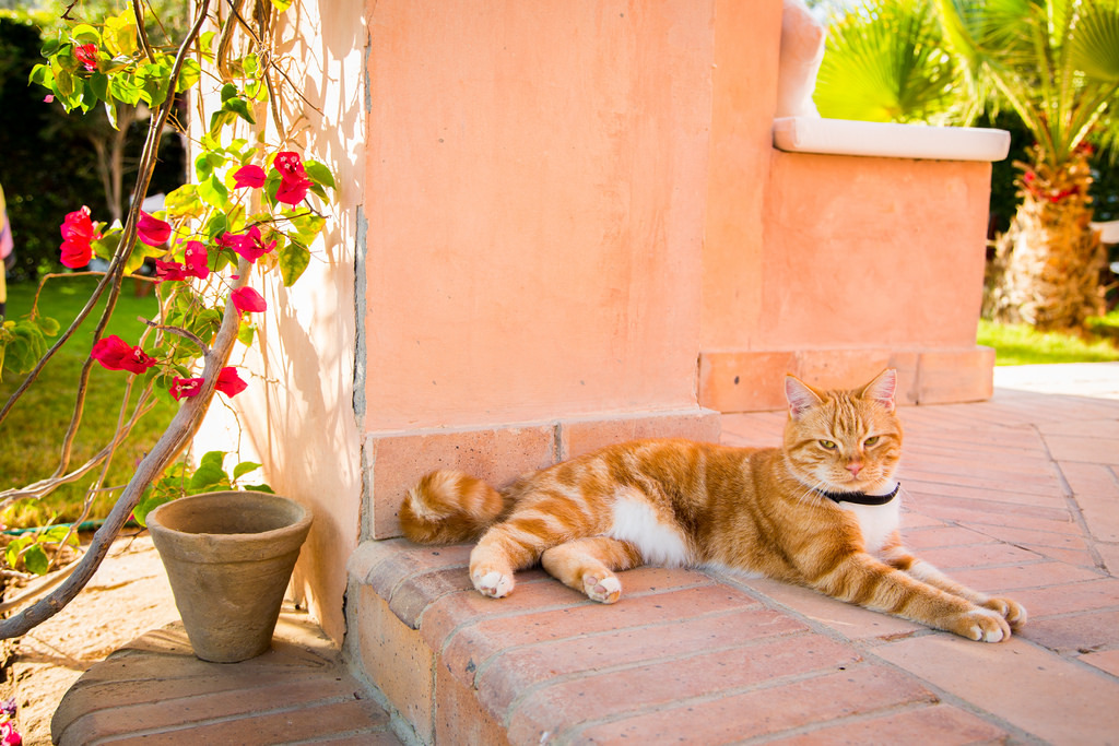 floralls:  Jerry (by Yulia Harding)