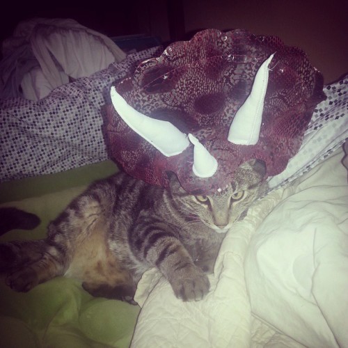 melissalgilbert:Dinosaur sighting!!! #zekethecat #dinocat #jurassicpark #homefortheholidays @stephan